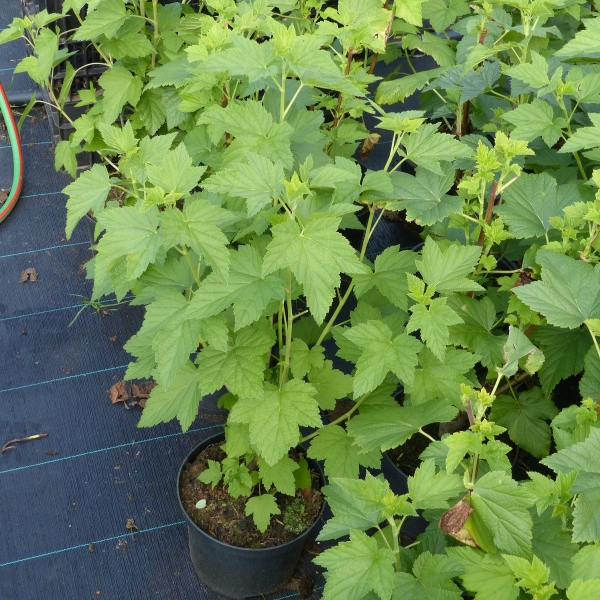 Foto Pflanze Titania